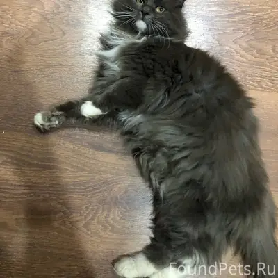 Пропала кошка, серая, ул. Школьная