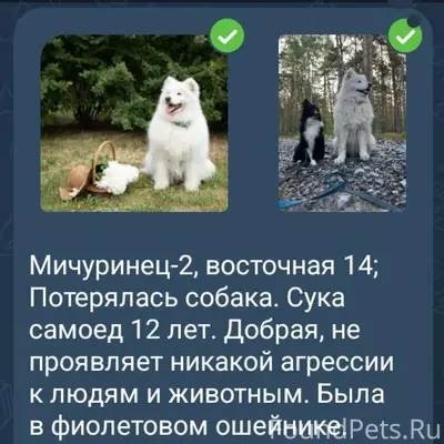Пропала сука самоед, Мичуринец-2, Тюмень
