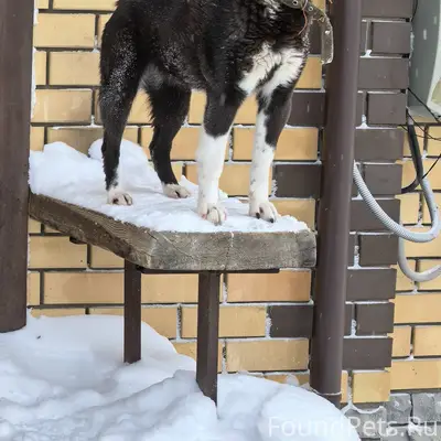 Пропала Лайка Найда