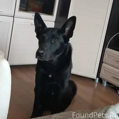 Пропал пёс,