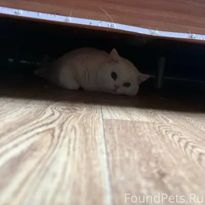 Пропал кот, район Социалистической 1