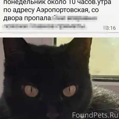 Пропала кошка Мика, Аэропортовская дом 4