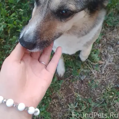 Пропала собака Жужа, улица Чайковского