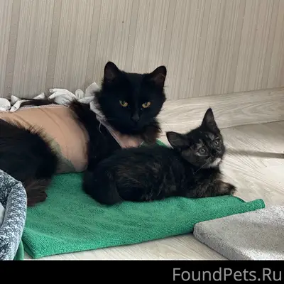 Пропала кошка Маруся, Ул. Гайдара, Победы, Пионерская