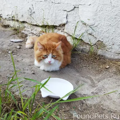 Найден кот, ул. Озерная, дом 16