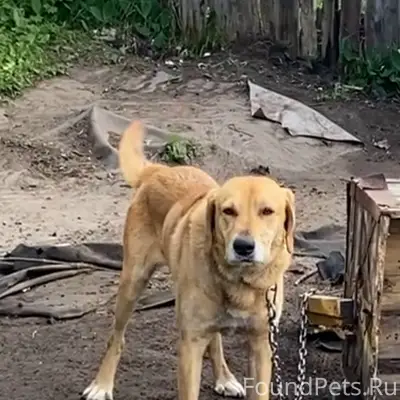 Пропал охотничий пес Гром, Выкса