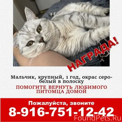 Пропал кот, район горы, ул. Лесная
