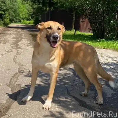 Найдена рыжая собака, Боровский район