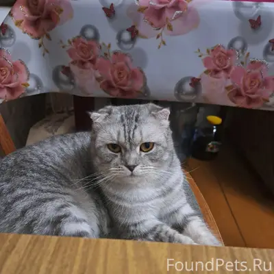 Пропала кошка, Зайково