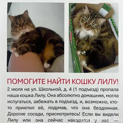 Пропала кошка, район гимназии