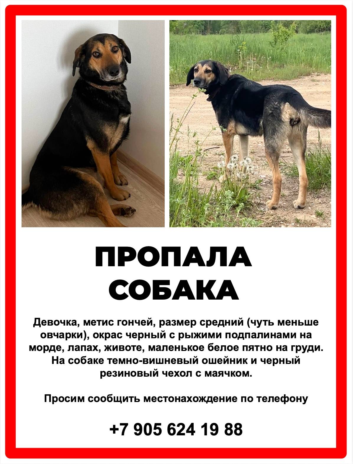 Пропала собака Стрелка