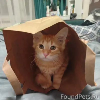 Пропал рыжий кот Рыжий, район Дружбы