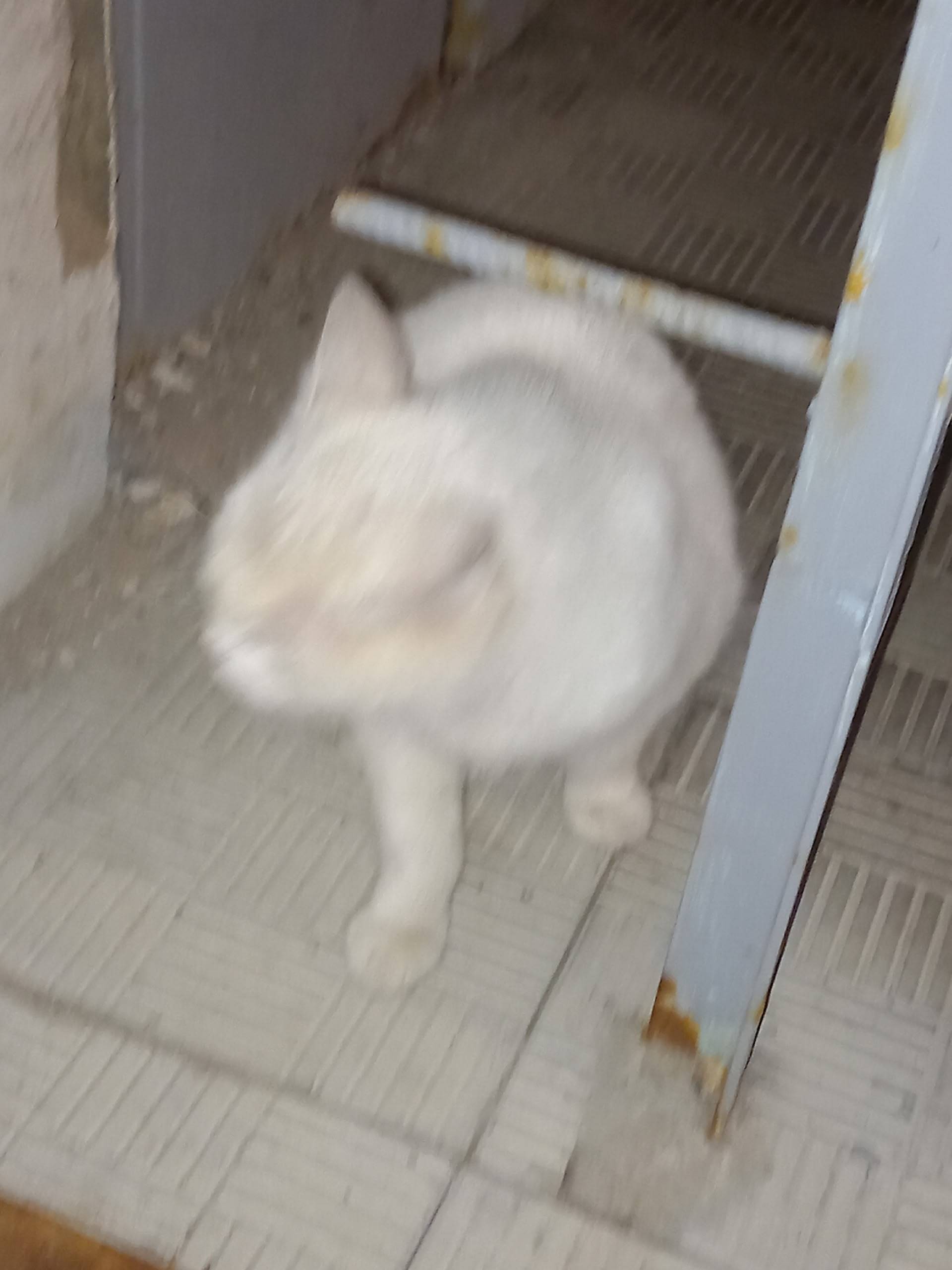 Пропала кошка, ул. Октябрьская