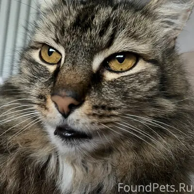 Пропал кот Филя, Цигломень