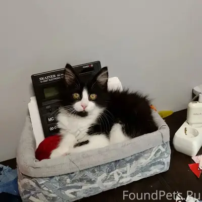 Пропал шотландский прямоухий котёнок, Мамайка