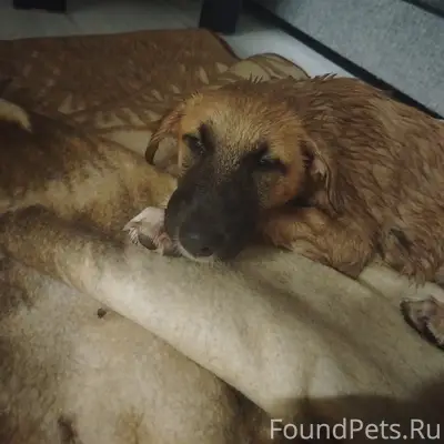 Найден щенок, Кохма