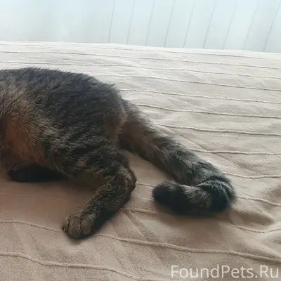 Пропал кот Бенджамин, Зеленоград