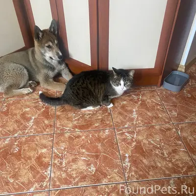 Пропала кошка, район Северного сияния