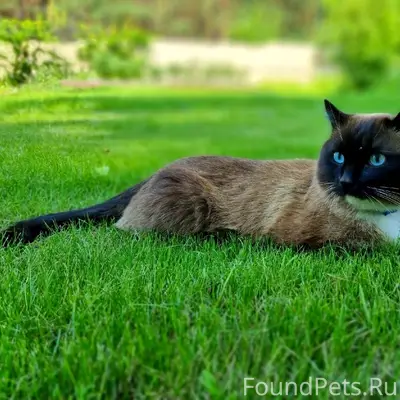 Пропал тайский (сиамский) кот Максик, СНТ 'Южное'