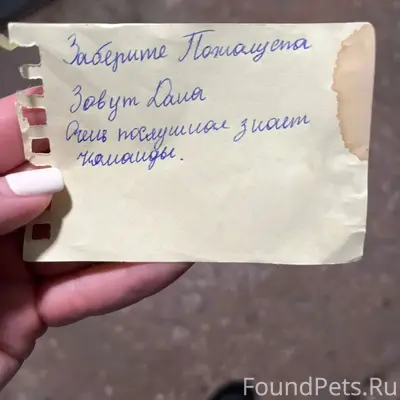 Найден стафордский терьер, ищем дом