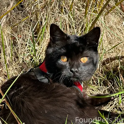 Пропал чёрный кот Найт, Полухина 11
