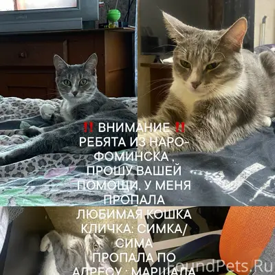Пропала кошка, Москва или область