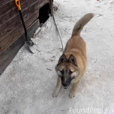 Пропал Байкал, Лайка, Мошево