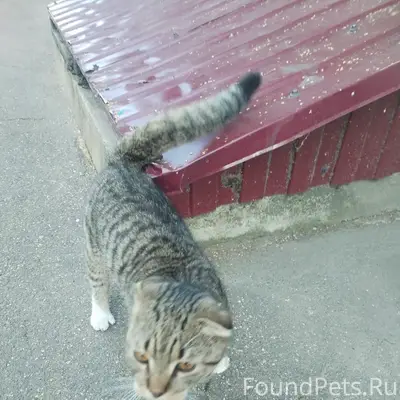 Найден котёнок, ул. Первомайская