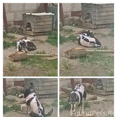 Пропала собака Бетти, с. Бехтеевка