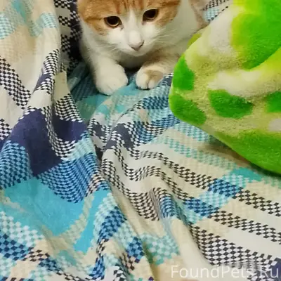 Пропала рыжая кошка, Высоковск, улица Стачек