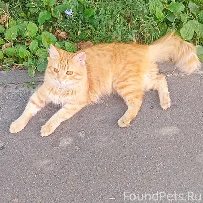 Найден рыжий кот, Бежица