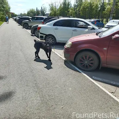 Найден пёс, район КМЗ