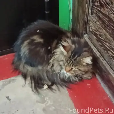 Найден мейн-кун, Первомайский район
