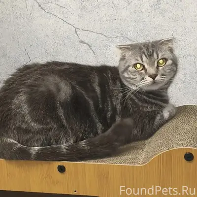 Пропала шотландская вислоухая, район Маланова