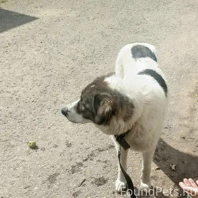 Найден пёс (сучка), посёлок Карамышево
