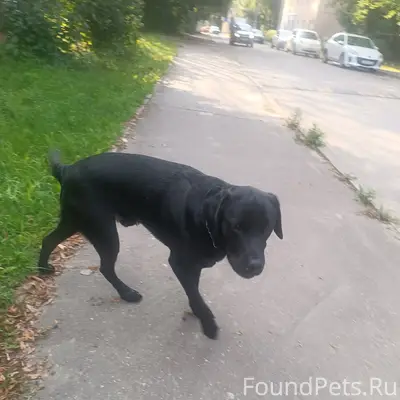 Найден кобель, район пушек