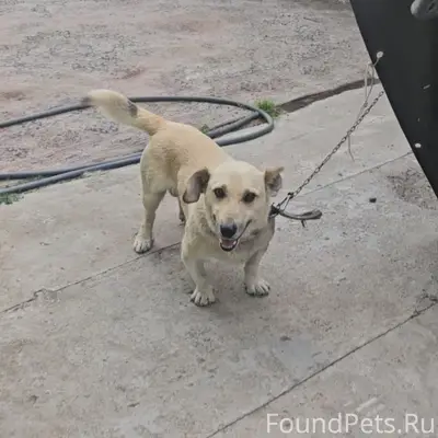 Пропали собаки Граф и Барон, Шушенское
