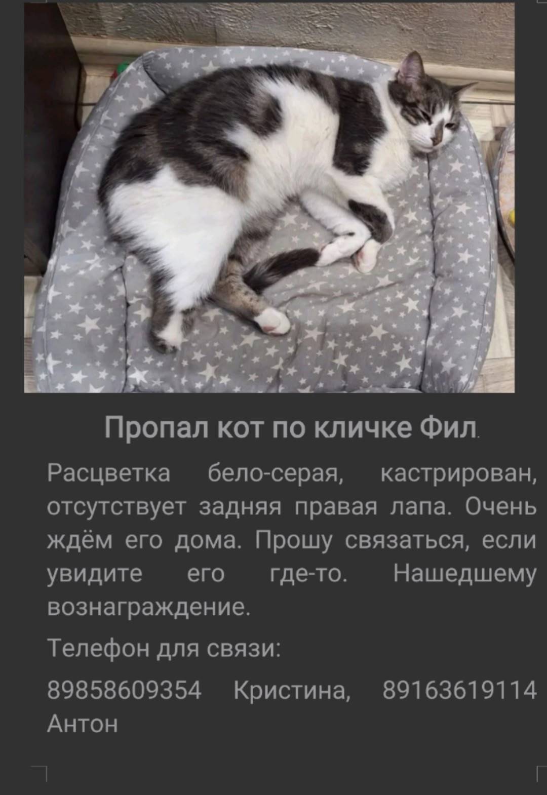 Пропал кот, Коломна, посёлок Проводник