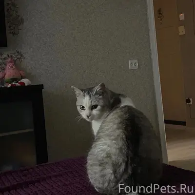 Пропала кошка, Восточный 11 А