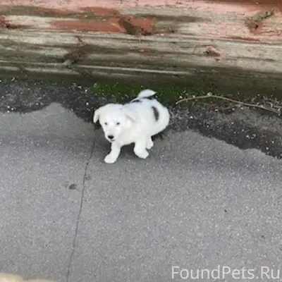 Пропал щенок