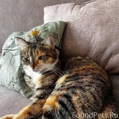 Пропала кошка, проспект Ленина 139