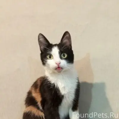 Пропала кошка, район Пивзавода