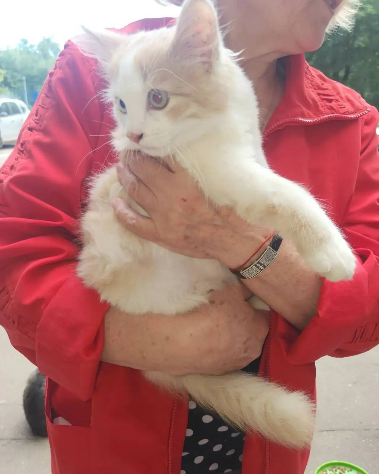 Найден котёнок, Клязьминская 32