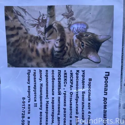 Пропал кот
