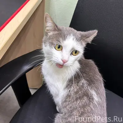 Найдена кошка в ошейнике, Алабино