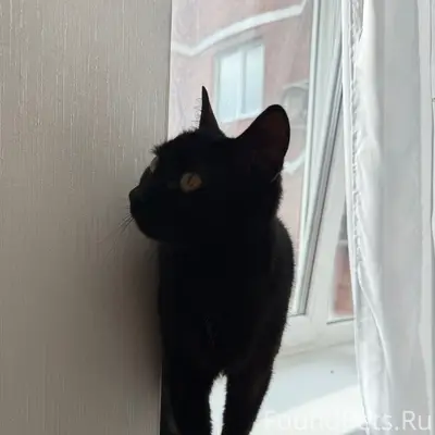 Найдена кошка, дц Кедр (пр. Степана Разина 23)