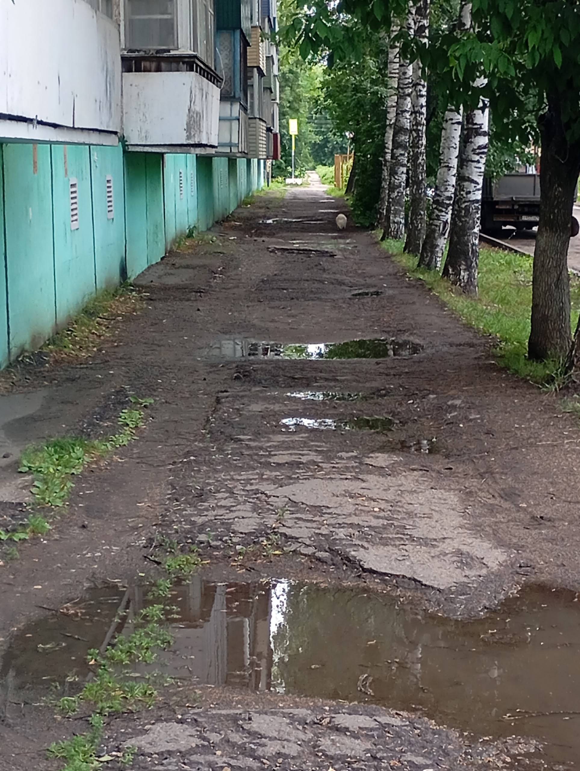 Пропала собака шпиц, улица Ленина