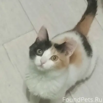 Пропала кошка, улица Новая Стройка
