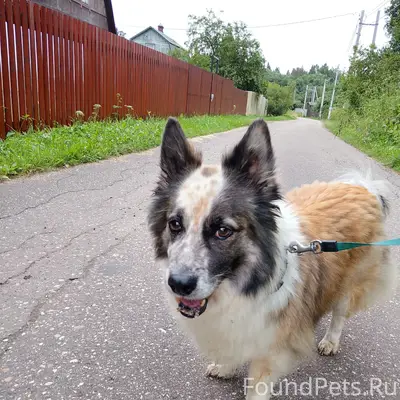 Найдена собака, д. Онуфриево, Истринский район
