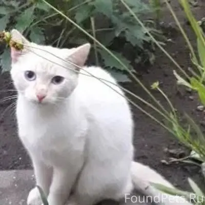 Найден котёнок, Калуга